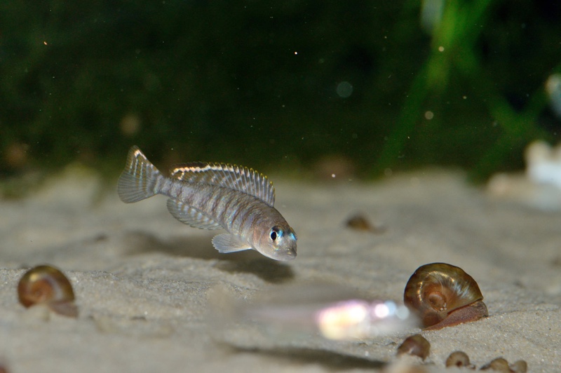Lamprologus signatus